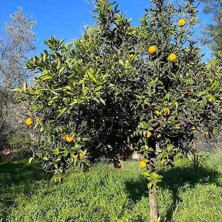 Iztuzu Plajina 3km Uzaklikta,sevimli, Sicak Muestakil Koey Evi 酒店 *